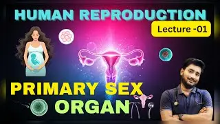 Primary Sex Organ(Lecture -01)।। Human Reproduction।। One Day One Chapter।।