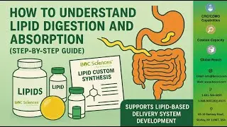 How Lipid Digestion & Absorption Works &mdash; Step-by-Step Mechanism Explained &mdash; BOC Sciences