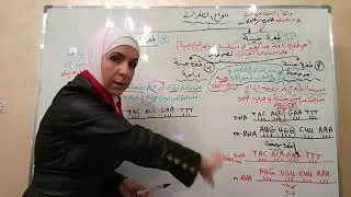 توجيهي/طفرات/الطفرة الجينية( الموضعية، الازاحة)