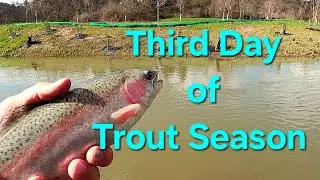 Trout fishing a Muddy Creek
