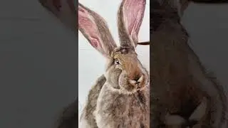 Rabbit Painting #paintingtips #howtopaint #animalart #watercolorart #arttips #wildlifeart #rabbits