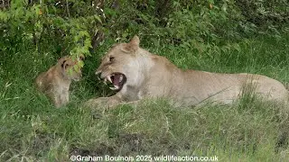 Lion plays with a very young cub