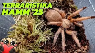 Neue Vogelspinnen von der Terraristika Hamm (März 2025) - Haul/Unboxing