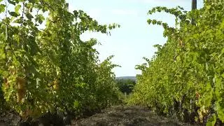 relax in an Italian vineyard, hear calming sounds of a summer evening.  reduce anxiety, and sleep