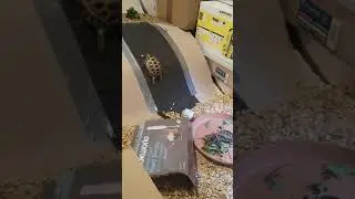 Jager the climbing tortoise