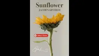 Sunflower by Jacob Narverud (SATB Choir with Cello)