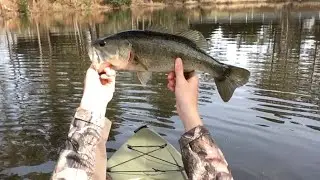 Winter Bass Feeding Frenzy!! (crazy)