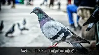Wing Flaps 3 | Birds Sounds | No Copyright Birds Sounds