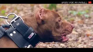 SPORT DOGS MOTIVATION 1 : 