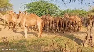Camels Watering