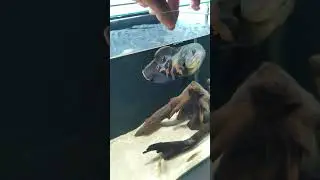Oscar tigre comendo larva de ten&eacute;brio na m&atilde;o !