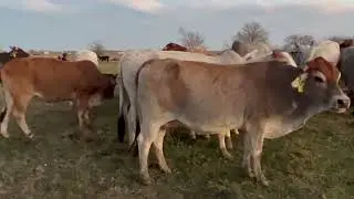 18 head of bred Brahman cows, #12215 | cattle for sale
