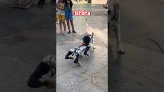 When a real dog meets a fake dog, the little girl next to it will burst into laughter. Hahahaha #dog