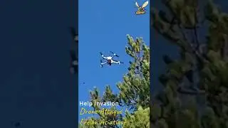 Drone ATTAQU&Eacute; par le Frelon Asiatique !