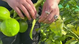 Chloe Composting NZ - Lemon Tree