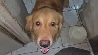 Fazendo teste na minha câmera em no meu sansumg s24 plus com o meu golden retriever shadow meu cão