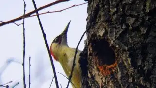 Ciocanitoarea verde, cantec, Picus viridis ( with song, call, sound), Green Woodpecker