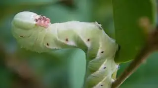 ［見島のいきものたち 331］威嚇するシモフリスズメ Psilogramma incretum の幼虫