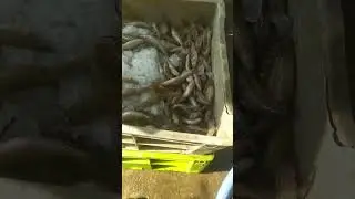 Akividu fish market #telugushorts #ytshorts #fishing #tollywoodupdates #trending #localboynani #sai