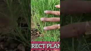 Cumin Trial @AGRICULTUREINDIA