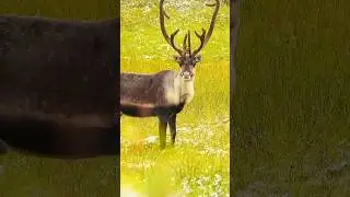 The Hadzaba tribe hunted a beautiful African deer.बढ़िया शिकार.#shorts #shortsfeed #wildlife #africa