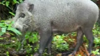 Up Close n Personal With The Bearded Pig, Borneo