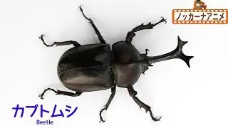 【昆虫 写真 クイズ！】カブトムシ、クワガタムシ、カマキリをみつけよう！赤ちゃんが喜ぶ・子供向け知育アニメInsects animation for kids