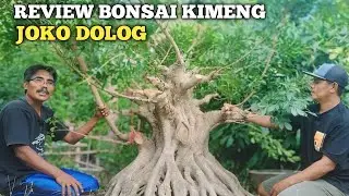 REVIEW BONSAI KIMENG JOKO DOLOG!! AKAR KIMENG GAYA KALPATARU
