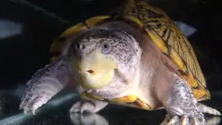 Portrait de la Sternotherus carinatus (Tortue aquatique)