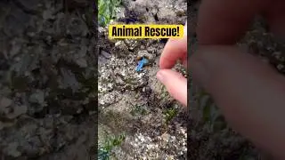 Rescuing a Cute Squishy Sea Animal! #shorts #animals #nature