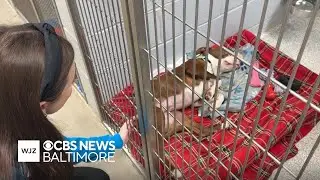 Baltimore animal shelter allows people to foster dogs through winter storm