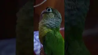 Our little green shadow 🥹❤️ #birds #shorts #trending #trendingshorts #cute #love #youtubeshorts #yt