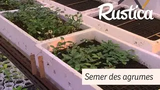 Semer des p&eacute;pins d&rsquo;agrumes pour avoir des porte-greffes