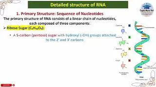 Primary Structure Sequence of Nucleotides RNA, #rna #nucleotides #sequence #genetics #microbiology