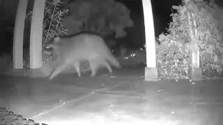 Critter Cam 5: Raccoon-a-Palooza
