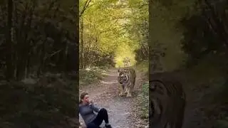 Cat Saves Jogger from Tiger Attack &mdash; Forest Rescue!