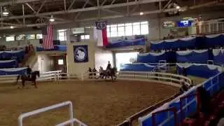 Blue Ridge Classic ladies open class 1st place , Anna Winograd and Dixie Blue ribbon ride!