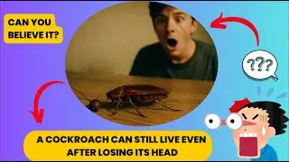 Mysteries animal - A cockroach can still live even after losing its head