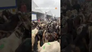 Deonar Bakra Mandi 1st Day🤩🔥 26th May #goat #deonarmandi #trending #subscribe #viralshorts
