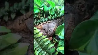 SILFS. Solomon Island Leaf Frog egg collection tip