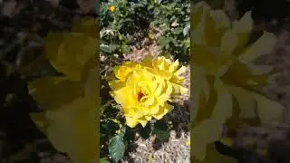 Roses 🌹at Victoria Park (1), Waimate, New Zealand, Dec 2025 #roses #flowerpark #newzealand