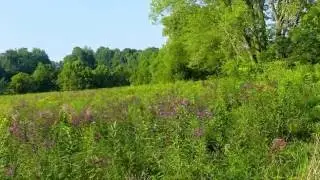 wild flowers #4KCC