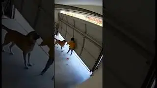 Security camera films garage door collapse &mdash; boy and dog were lucky