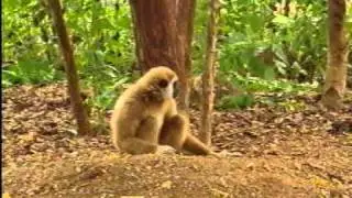 Monkey vs. Tiger Fight