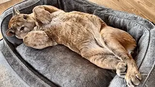 До неузнаваемости разный пума Месси! От самого милого кота до кусающей пумы за 5 мину! 