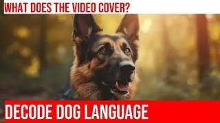 Decoding Your German Shepherd's Language: Body Language Basics