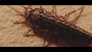 Обыкнове́нная чешу́йница, Lepisma saccharina