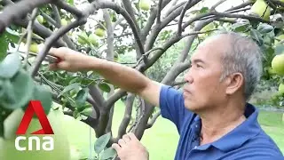 Taiwan&rsquo;s farmers find new ways to cope with China&rsquo;s import ban