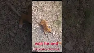 Little puppy🐶on fight mood | Pet Tales @pettales.official #pettales #shorts #short #puppy