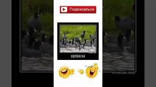 Я четп его не вижу #шуточное #мем #смешновидео #мемы #смешнойшортс #смех #смехпродлеваетжизнь